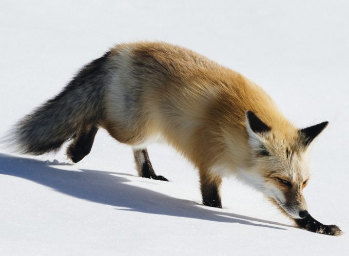 Wallpaper fox, cute animals, winter, snow, 5k, Animals 9379710125